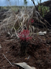 Drosera neocaledonica