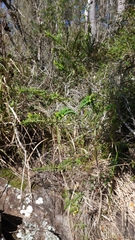 Melaleuca hypericifolia