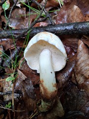 Amanita citrina
