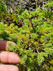 Picea mariana