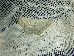 Scopula marginepunctata