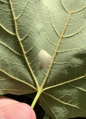 Phyllonorycter