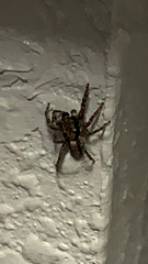Platycryptus californicus