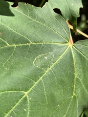 Phyllonorycter