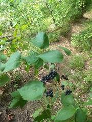 Viburnum rafinesqueanum