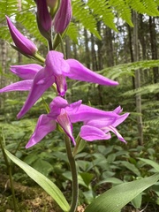 Cephalanthera rubra