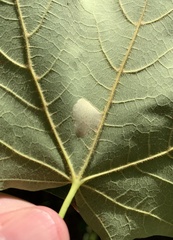 Phyllonorycter