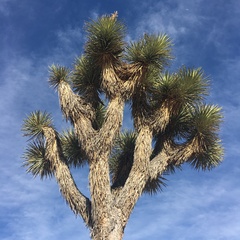 Yucca brevifolia