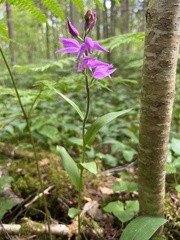 Cephalanthera rubra