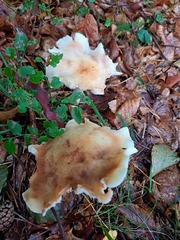 Rhodocollybia