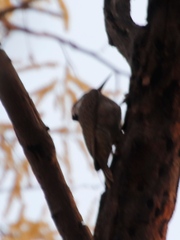 Chloropicus namaquus