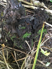 Chiloscyphus coalitus