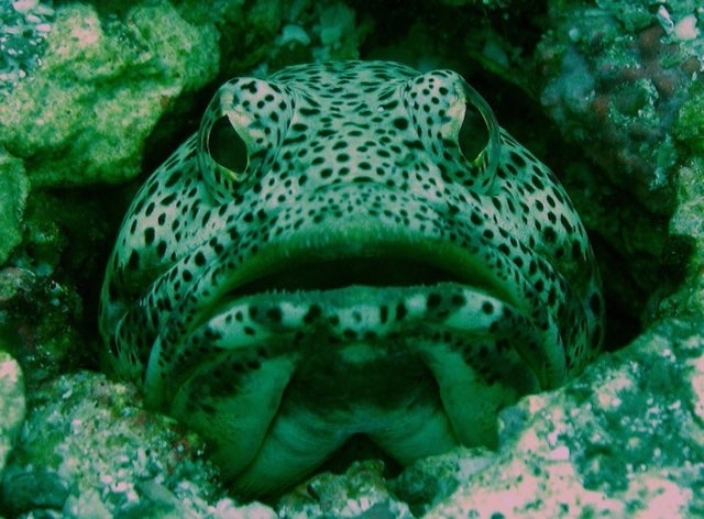 Giant Jawfish