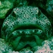 Giant Jawfish - Photo (c) Merrick, some rights reserved (CC BY-NC), uploaded by Merrick