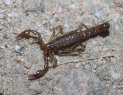 Superstitionia donensis