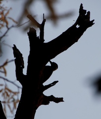 Chloropicus namaquus