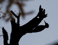 Chloropicus namaquus