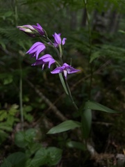 Cephalanthera rubra