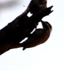 Chloropicus namaquus