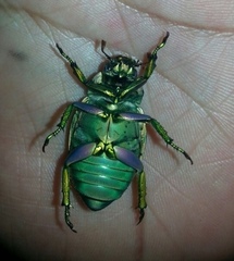 Chrysina laniventris