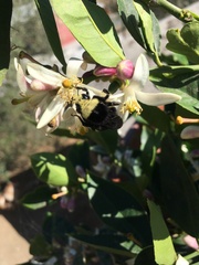 Bombus vosnesenskii
