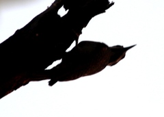 Chloropicus namaquus