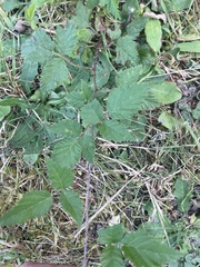 Rubus ursinus