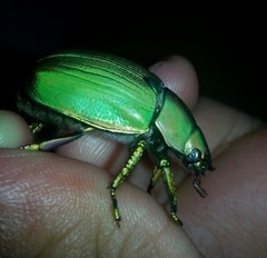 Chrysina laniventris