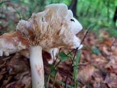 Rhodocollybia
