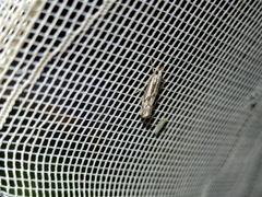 Catoptria confusellus