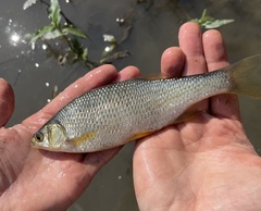 Notemigonus crysoleucas