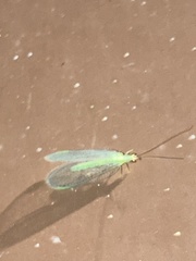 Chrysopa oculata