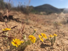 Eriophyllum wallacei