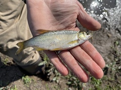 Notemigonus crysoleucas