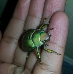 Chrysina laniventris