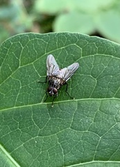 Muscina stabulans