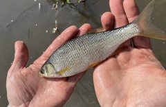 Notemigonus crysoleucas