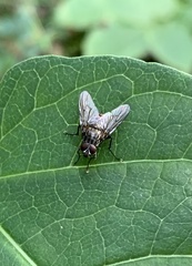 Muscina stabulans