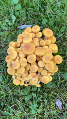 Physalacriaceae