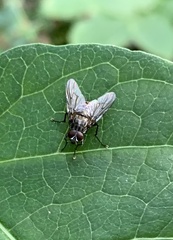 Muscina stabulans