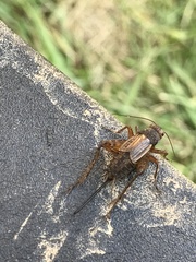 Allonemobius fasciatus