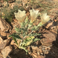 Mentzelia involucrata