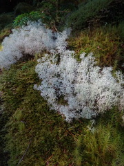 Cladonia portentosa