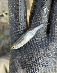 Notropis atherinoides