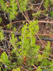 Erica arborea