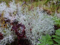 Cladonia portentosa