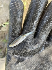 Notropis atherinoides