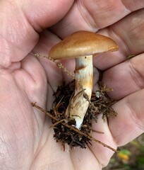 Cortinarius armillatus