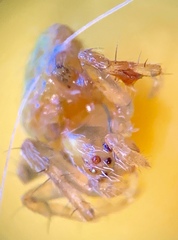 Araneus detrimentosus