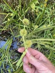 Sparganium americanum